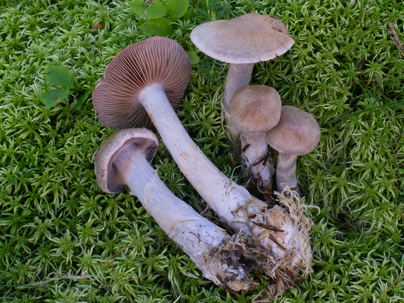 Cortinarius anomalus
